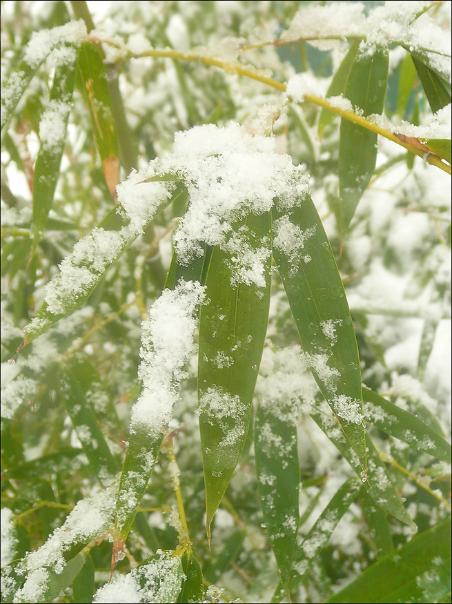 Изображение особи род Phyllostachys.