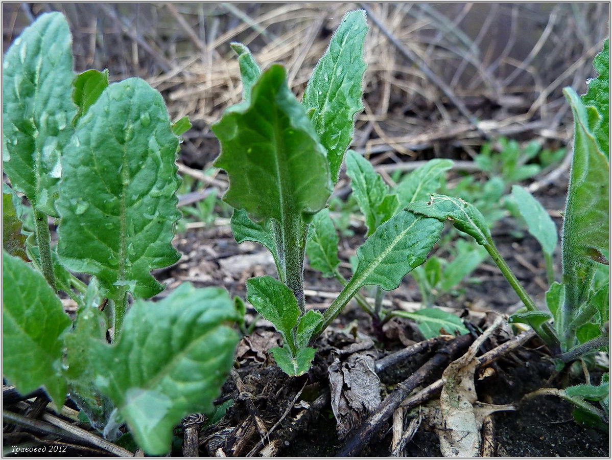 Image of Sisymbrium volgense specimen.