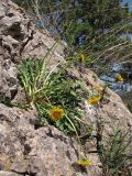 genus Taraxacum