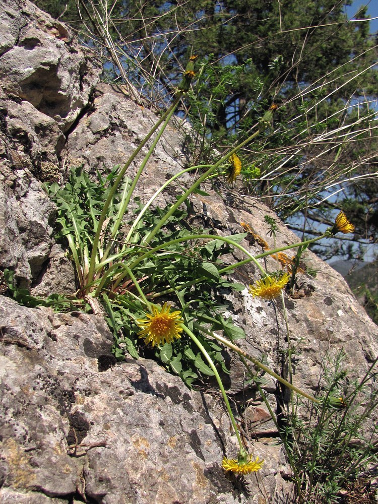 Image of genus Taraxacum specimen.