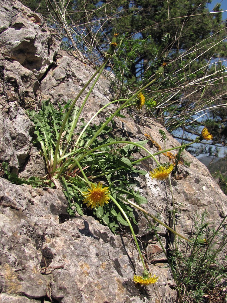 Image of genus Taraxacum specimen.