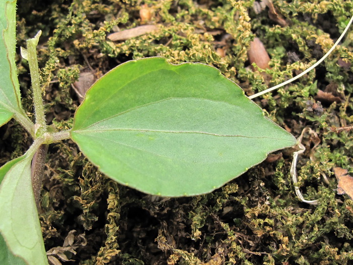 Изображение особи Viola xanthopetala.