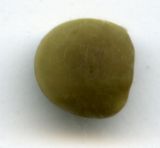 Vicia sepium. Семя. Курская обл., г. Железногорск. 1 августа 2007 г.
