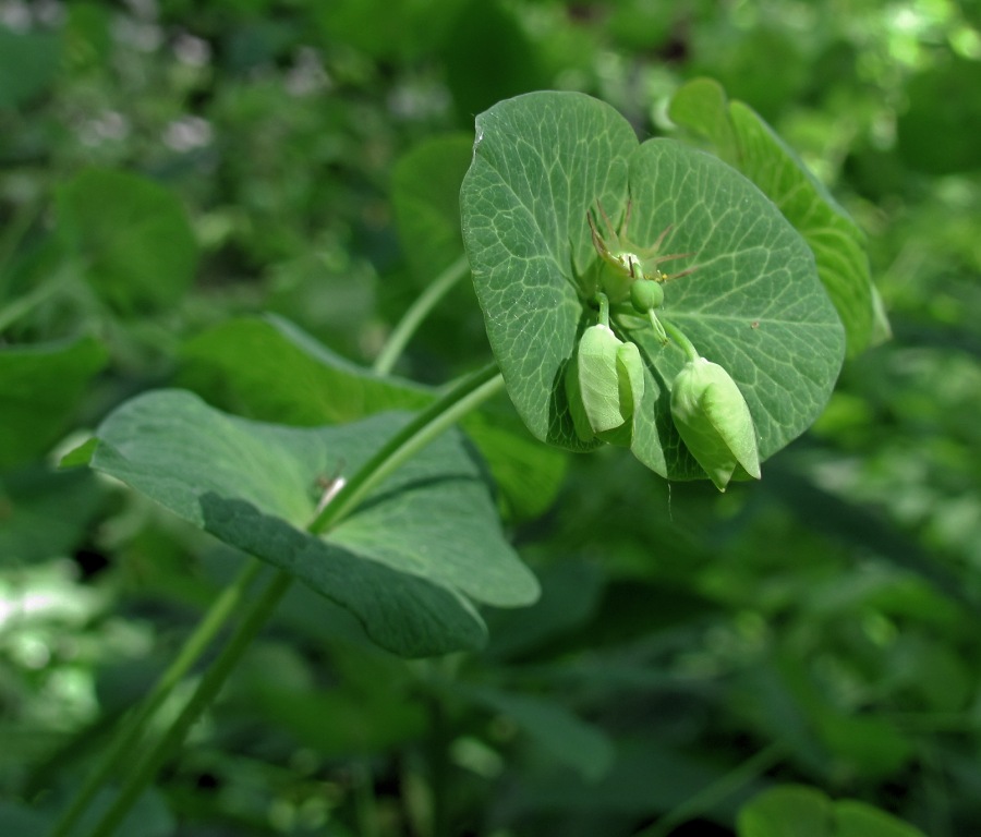 Image of Euphorbia macroceras specimen.