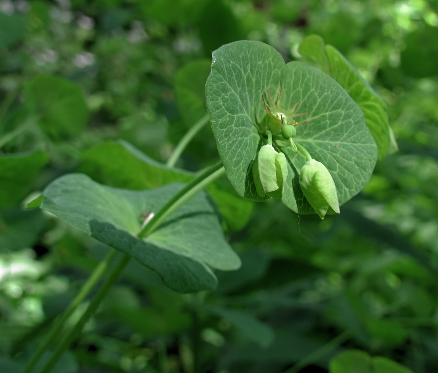 Изображение особи Euphorbia macroceras.