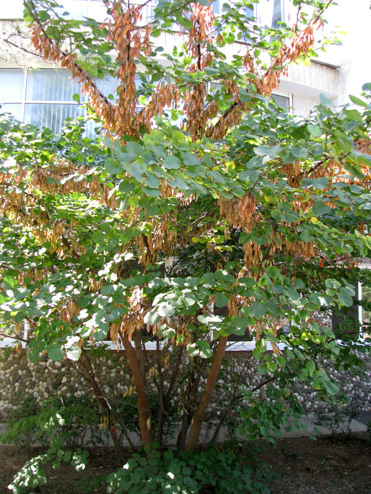 Image of Cercis siliquastrum specimen.