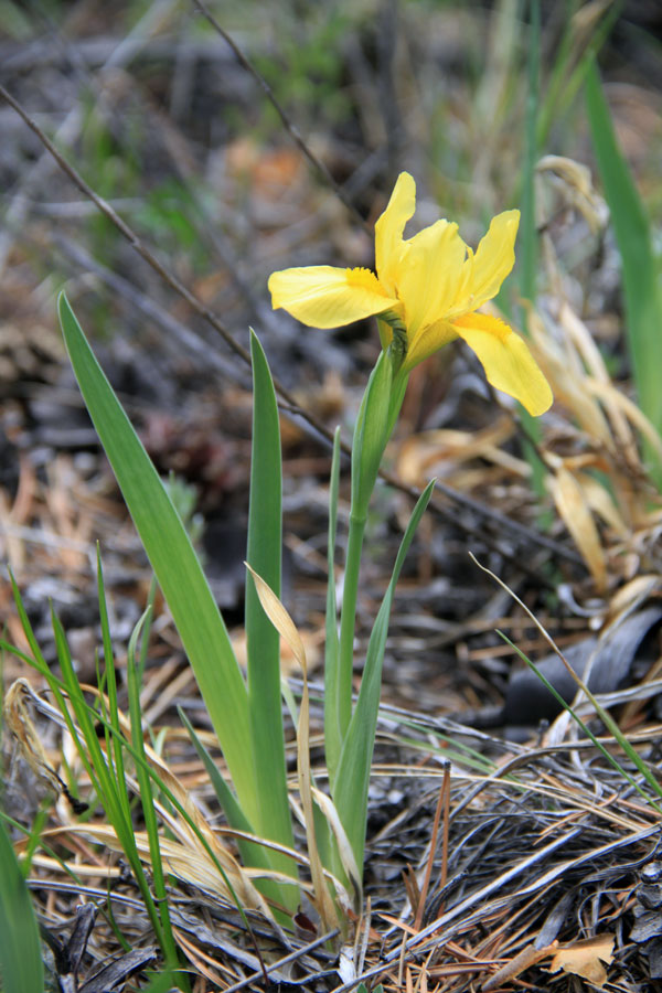 Image of Iris humilis specimen.