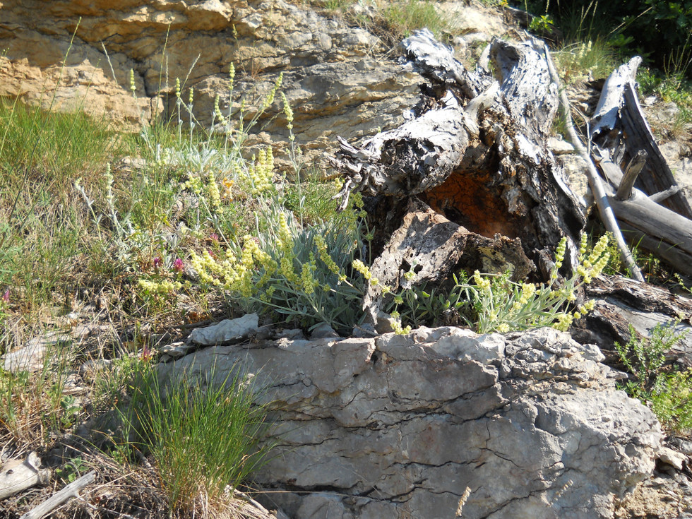 Image of Sideritis catillaris specimen.