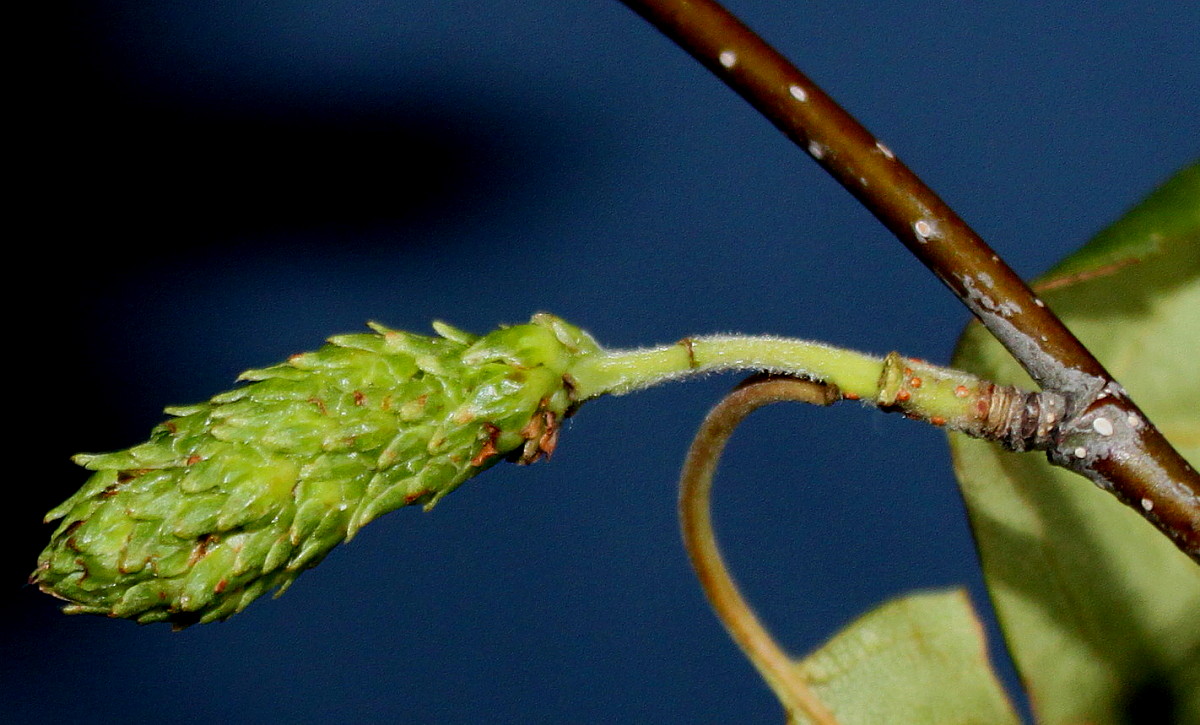 Изображение особи Betula utilis var. jacquemontii.