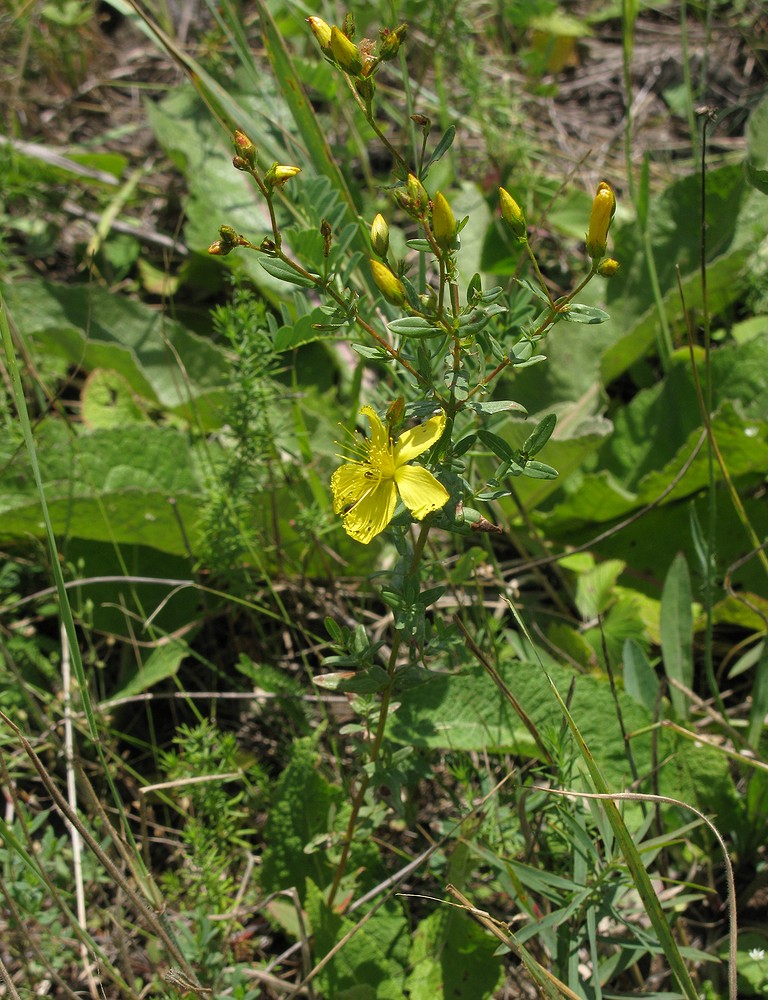 Image of Hypericum elegans specimen.