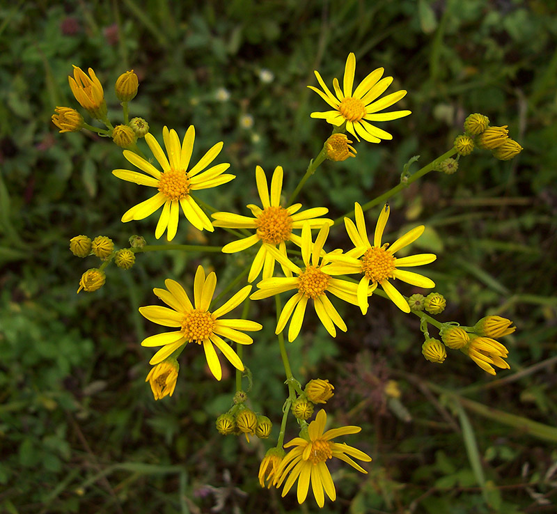 Изображение особи Senecio jacobaea.