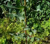 Lactuca serriola