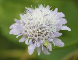 Cephalaria transsylvanica