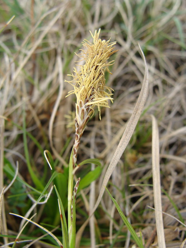 Image of genus Carex specimen.