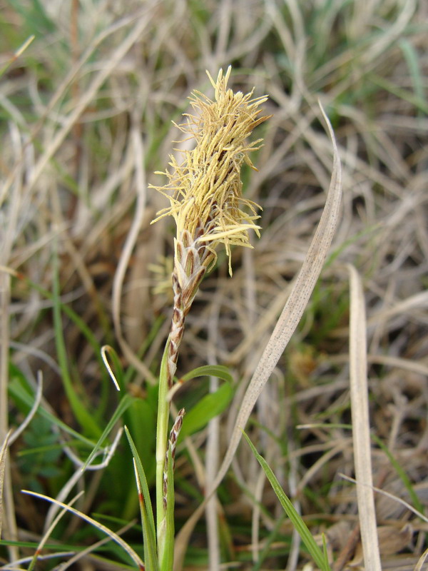 Изображение особи род Carex.