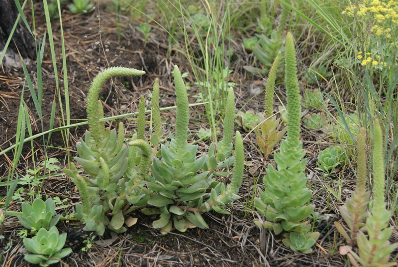 Изображение особи Orostachys malacophylla.