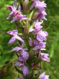 Dactylorhiza baltica