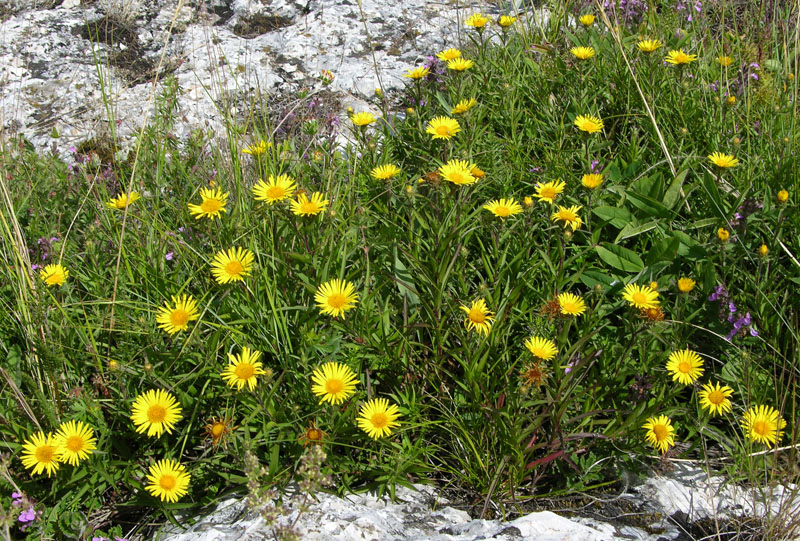 Image of Inula ensifolia specimen.