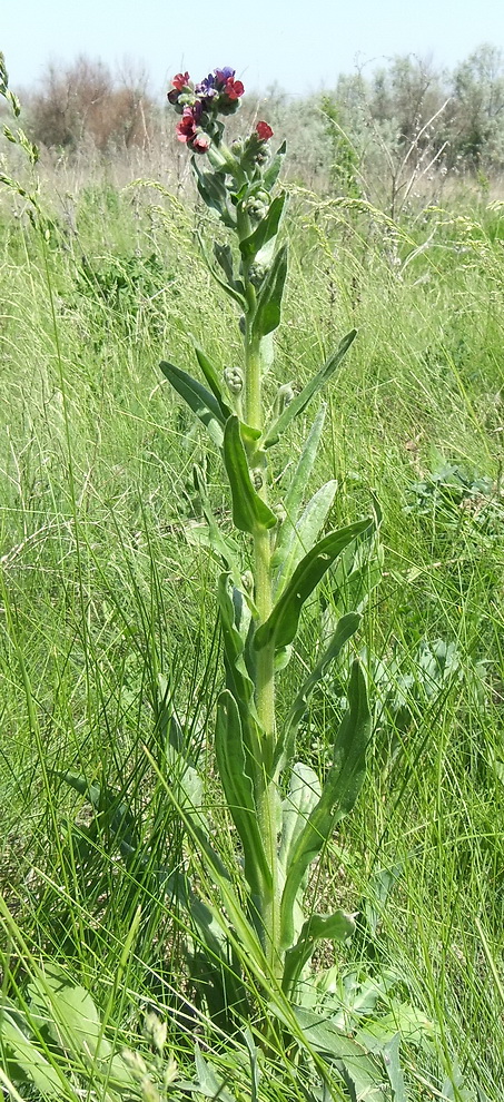 Изображение особи Cynoglossum officinale.