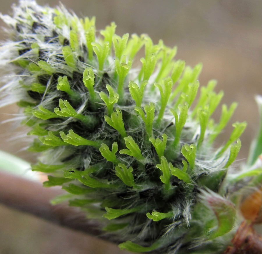Image of Salix gmelinii specimen.