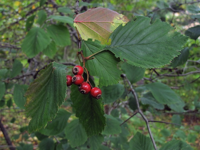 Image of Crataegus macracantha specimen.