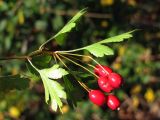 Crataegus microphylla