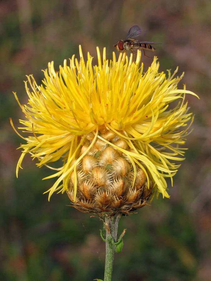 Image of Centaurea orientalis specimen.