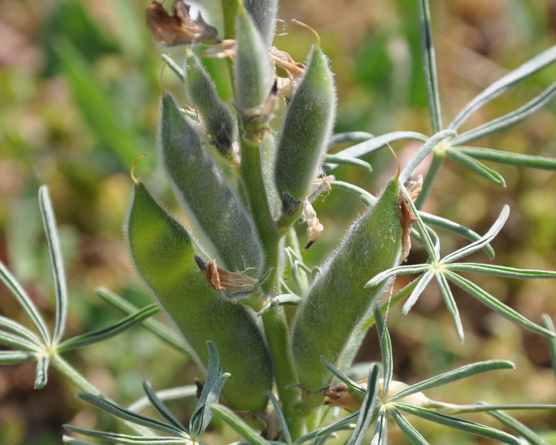 Изображение особи Lupinus angustifolius.