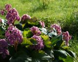 Bergenia crassifolia