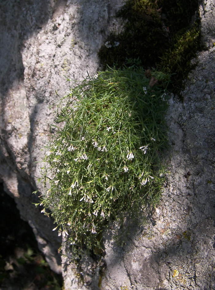 Image of Asperula pedicellata specimen.