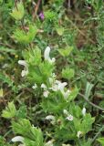 Salvia samuelssonii. Соцветие. Israel, Lower Galilee, Nahal Tavor. 21.04.2011.