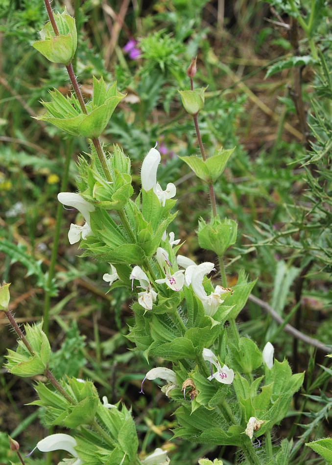 Изображение особи Salvia samuelssonii.