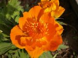 Trollius asiaticus