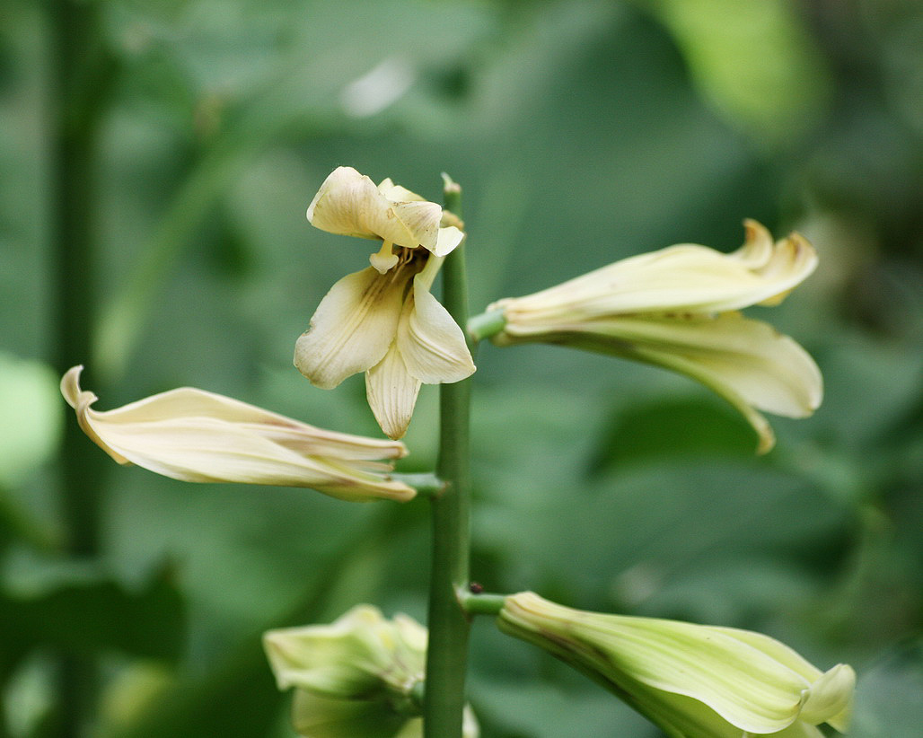 Изображение особи Cardiocrinum cordatum.