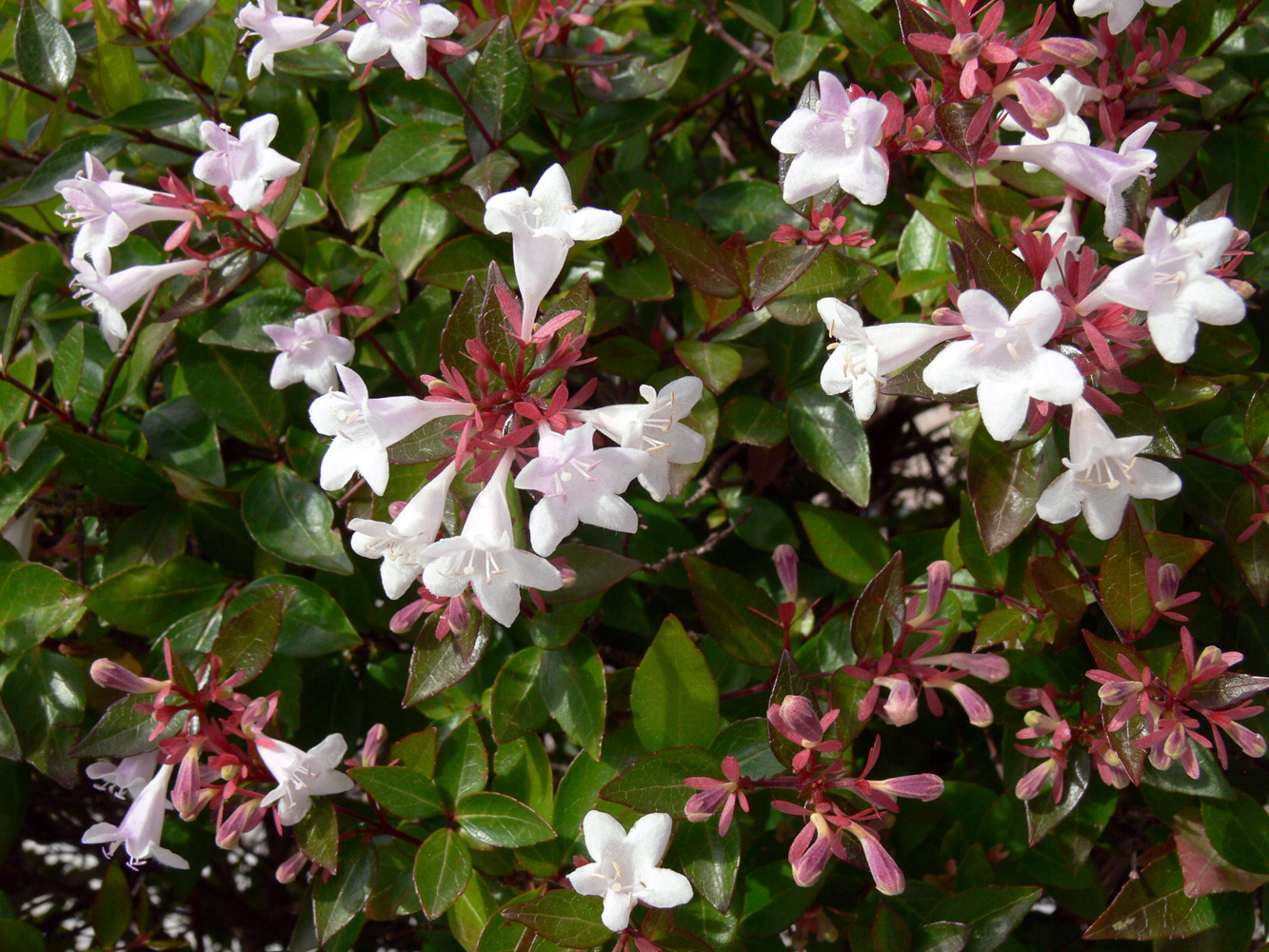 Image of Abelia &times; grandiflora specimen.