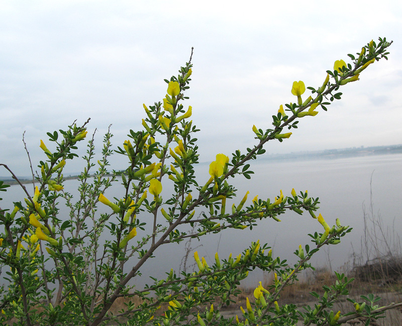 Изображение особи Chamaecytisus ruthenicus.