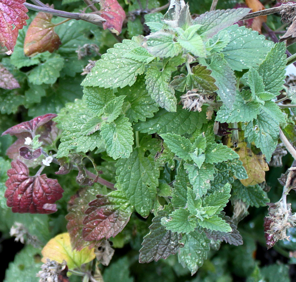 Изображение особи Nepeta cataria.
