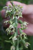 Epipactis condensata