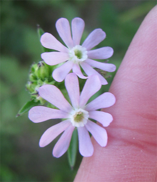 Изображение особи Silene apetala.