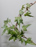 Hedera helix