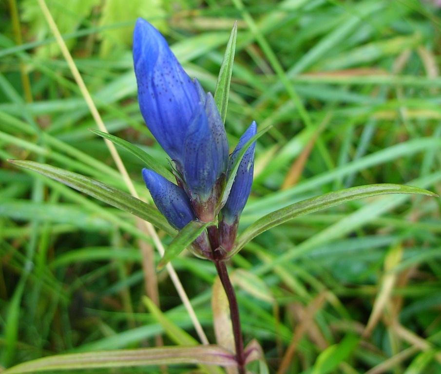 Image of Gentiana triflora specimen.