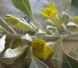 Elaeagnus angustifolia. Часть побега с цветками и бутонами. Израиль, г. Беэр-Шева, городское озеленение. 09.04.2013.