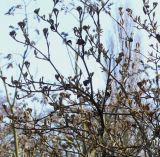Viburnum carlesii