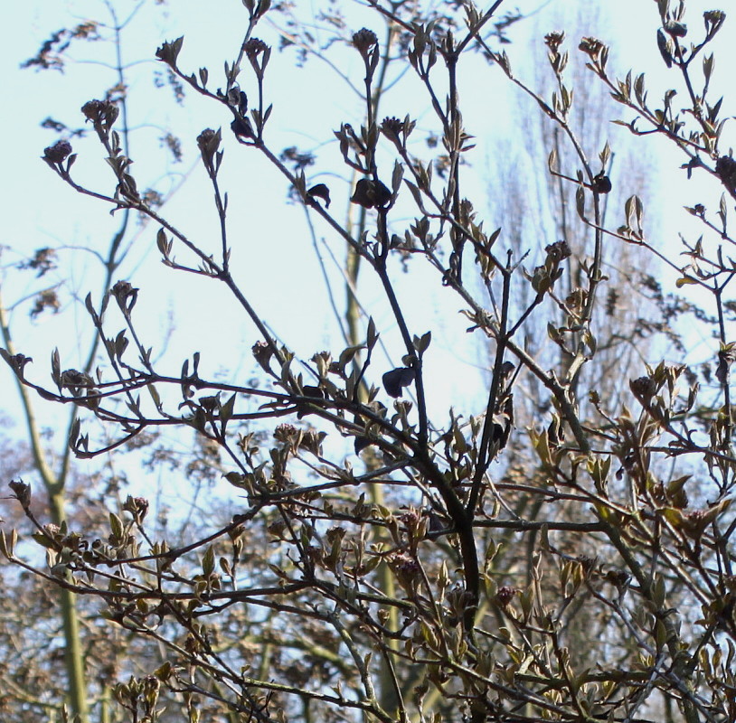 Изображение особи Viburnum carlesii.