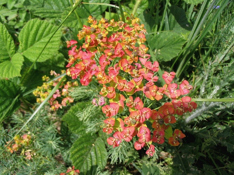 Изображение особи Euphorbia cyparissias.