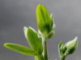 Aquilegia vulgaris. Верхушка побега с развивающимися бутонами. Германия, г. Кемпен, на открытом балконе. 30.04.2013.