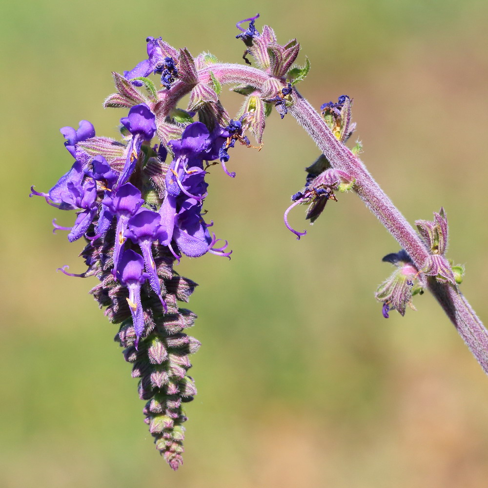 Изображение особи Salvia nutans.