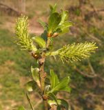 Salix × eriophora