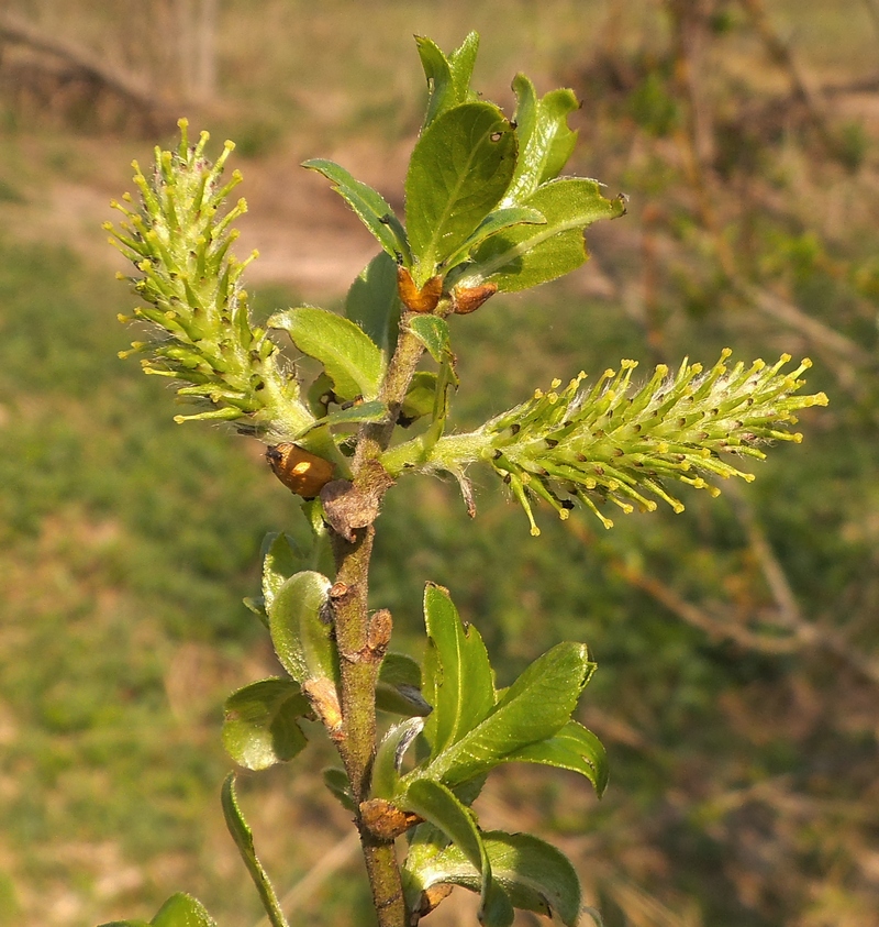 Image of Salix &times; eriophora specimen.