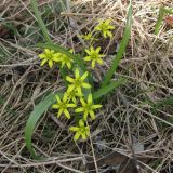 Image of taxon representative. Author is Евгений Захаров